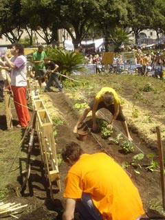 plantando