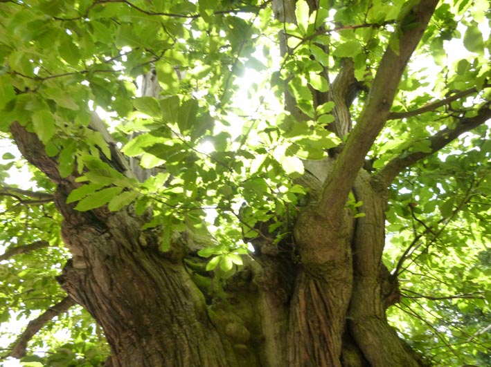 arbol